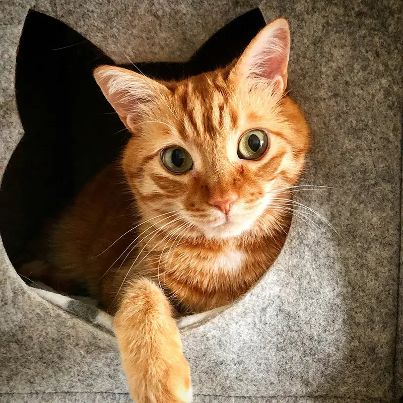 moving An orange cat in its bed